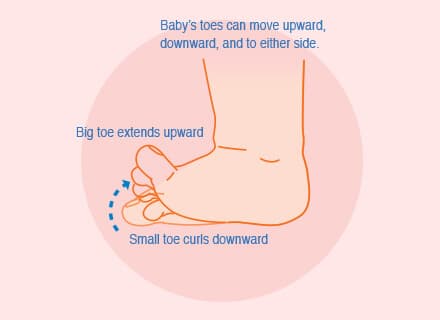 Babies use toes to try and walk in the beginning